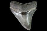 Serrated, Fossil Megalodon Tooth - Georgia #87953-1